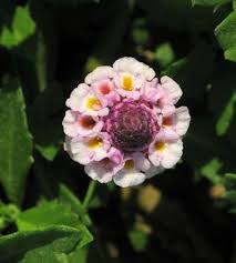 Image result for Lippia oatesii