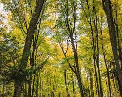 Image of Lush green forest with tall trees