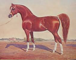 Mesaoud By Gladys Brown Edwards Horse Artwork Horse Pictures Arabian Horse Art