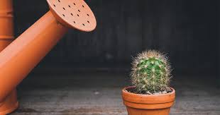 El mundo entero es un cactus es imposible sentarse en la vida sólo hay cactus no lo sé oh, oh, oh, oh, oh, oh, oh, oh, oh. Quieres Conocer Mis Secretos Para Regar Mis Cactus Y Suculentas