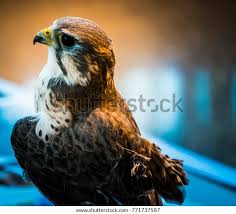 Prairie Hawk Injured Left Wing Injured Stock Photo 771737587