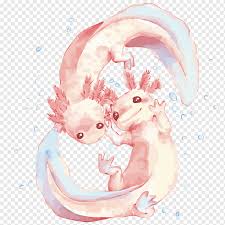 2,247 likes · 9 talking about this. Axolotl Salamander Kitten Drawing Common Leopard Gecko Salamander Png Material Animals Pet Png Pngwing