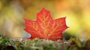 During fall, maple leaves blow around for players to catch and craft recipes with. Canadian Red Maple Adds Specks Of Color To The Fall Foliage Season Cgtn