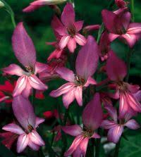 Image result for Gladiolus verdickii