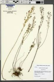 Image result for Rhytachne latifolia