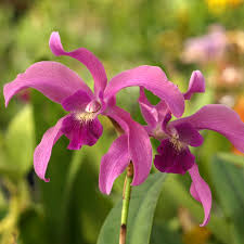 Image result for Lankesteria alba