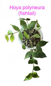 Image result for Polystachya spatella