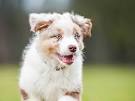 Blue and Merle Australian Shepherd Puppies for Sale