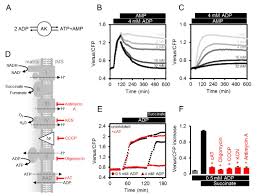 The cells get their required energy from the sun and convert the carbon dioxide and water into carbohydrates and sugars. Atp Sensing In Living Plant Cells Reveals Tissue Gradients And Stress Dynamics Of Energy Physiology Elife