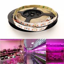 Ruban Led 12v Horticole