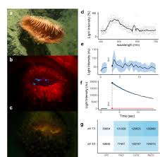 No time to explain memes | quickmeme. Biochemical Characterization Of Diverse Deep Sea Anthozoan Bioluminescence Systems Springerlink