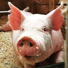 Suids other than the pig are the babirusa of indonesia, the pygmy hog of so. Feeding Pigs In Extensive Production Part 1 Pork