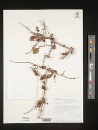 Image result for Polysphaeria lanceolata