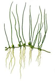 Image result for Marsileaceae