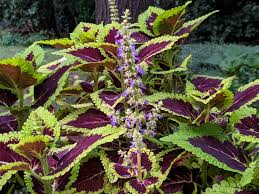 Green vine climbing up to the top of purple plant. Coleus Home Garden Information Center