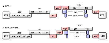 Schematic Representation Of Hiv 1 And Hiv 2 Genomes Grey Boxes Download Scientific Diagram