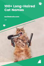 100 Long Haired Cat Names In 2020 Long Haired Cats Cat Names Long Hair Styles
