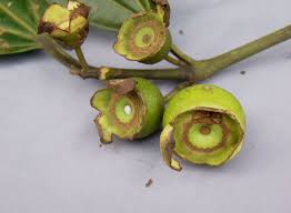 Image result for Bellucia