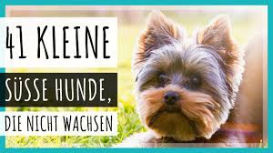 68 less than a minute. 41 Kleine Susse Hunde Die Nicht Wachsen Mit Bilder 2021 Shorts Youtube