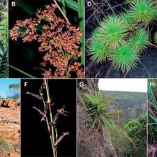 Image result for Scleria mikawana