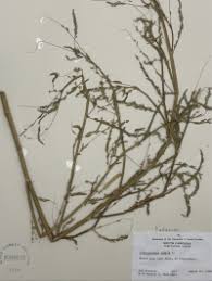 Image result for Aeschynomene nyassana