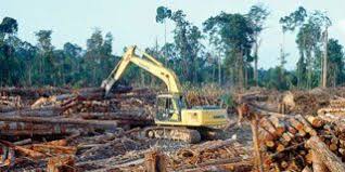 Brazil S New President Has Started Taking Steps Towards Damaging The Lungs Of The Planet Save Planet Earth Environment Rainforest