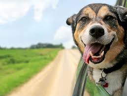Here are some examples of average pet grooming prices: Gray Pet Dentists Dog Teeth Cleaning