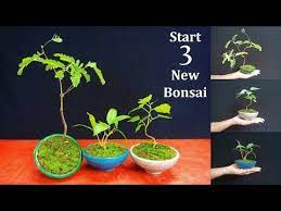 It can be a very rewarding process that allows you to grow a plant as a bonsai tree from the very beginning, although it does demand a great amount of patience. How To Start Bonsai Starting Three New Bonsai Trees Bonsai Care For Beginners Green Plants Youtube