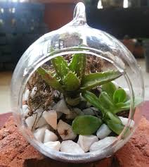 Mini Terrarium Diy Kit Buy Online India Mini Terrarium Terrarium Terrarium Diy