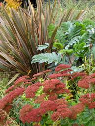 Image result for Melianthus