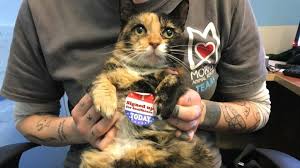 We work with dog & cat adoption partners across north america to help pets in need find loving homes. America S Oldest Animal Shelter Is Saving More Pets By Killing It On Social Media On Top Of Philly News