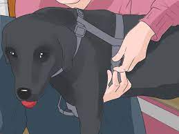 Aug 14, 2020 · you can either place your arm in between his legs or not. How To Pick Up A Dog Properly 7 Steps With Pictures Wikihow