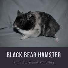 Today i got my long haired female syrian hamster! How To Care For And Raise Black Bear Hamsters Pethelpful By Fellow Animal Lovers And Experts