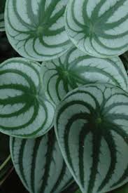 Image result for Peperomia molleri
