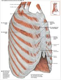 What follows is an abbreviated review of chest anatomy as seen on the lateral chest radiograph. Anatomy Of The Chest Wall And The Pleura Thoracic Key