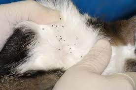 10 Ways To Get Rid Of Fleas On Cats Fast And Naturally Howhunter Flea Medicine For Cats Cat Fleas Cat Has Fleas