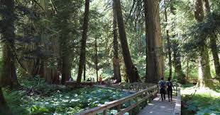 We did not find results for: Grove Of The Patriarchs Trail Mount Rainier National Park Park Ranger John