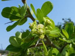 Image result for Euphorbia matabelensis