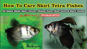 The black widow tetra (or black skirt tetra) is not a poisonous fish at all. How To Care Widow Tetras Tankmates Size Black Skirt Tetras Widowtetras Youtube