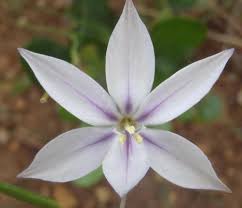 Image result for Dicoma anomala