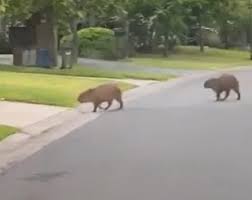As its name suggests, this spot specializes in supersoft, stippled carpincho leather from the capybara—the world's largest rodent, native to argentina. Cuarentena Aparecieron Carpinchos En Las Calles De Un Barrio De Buenos Aires Radio Mitre