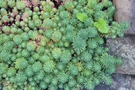 Image result for Chlorophytum stenopetalum