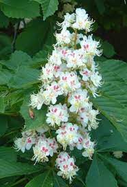 The fruit begin to develop from the flowers in early summer. Horse Chestnut Yale Nature Walk