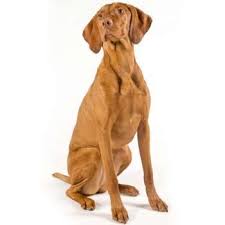 Image result for maďarský ohař drátosrstý