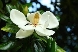12 Species Of Magnolia Trees And Shrubs White Magnolia Tree Magnolia Trees Saucer Magnolia Tree