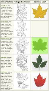 Acer /ˈeɪsər/ is a genus of trees and shrubs commonly known as maples. Our Beautiful Maple Trees In Northwest Arkansas Life And Wildlife Along The Little Buffalo River