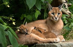 European hares and tinamous are also important prey and will sometimes scavenge from carcasses of dead ungulates. Fantastic Felines A World Of Wild Cats Natural History Museum