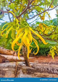 Image result for Cananga