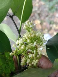 Image result for Psydrax mutimushii