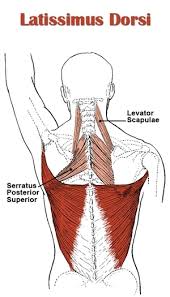 How to build a wide back. Back Anatomy All About The Back Muscles